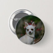 Weiße Chihuahua Button (Vorne & Hinten)