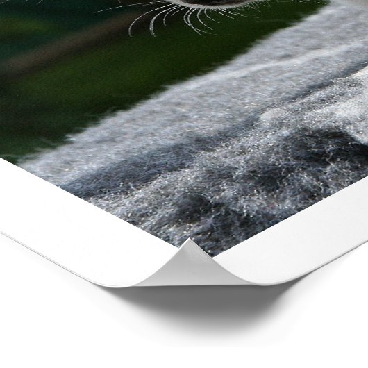 Weiße Chihuahua, die in der Sonne liegen Poster (Ecke)