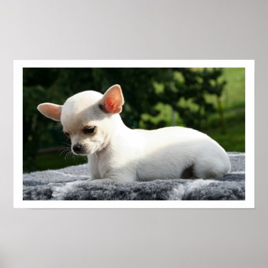 Weiße Chihuahua, die in der Sonne liegen Poster (Vorne)