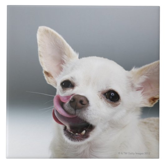 Weiße Chihuahua, die Lippen lecken Fliese (Vorderseite)