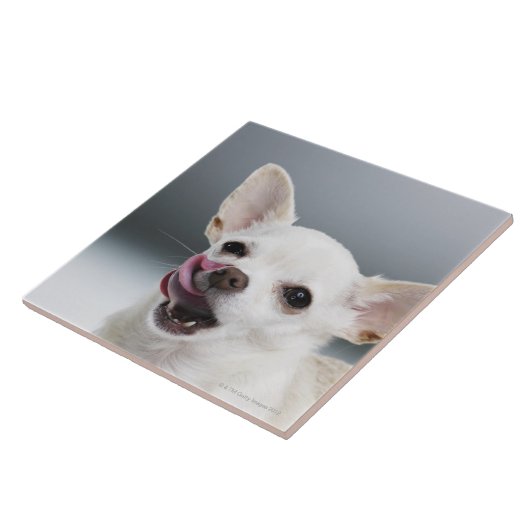 Weiße Chihuahua, die Lippen lecken Fliese (Seite)