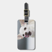 Weiße Chihuahua, die Lippen lecken Gepäckanhänger (Vorderseite vertikal)