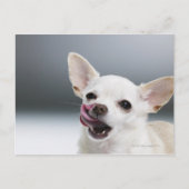 Weiße Chihuahua, die Lippen lecken Postkarte (Vorderseite)
