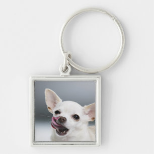 Weiße Chihuahua, die Lippen lecken Schlüsselanhänger