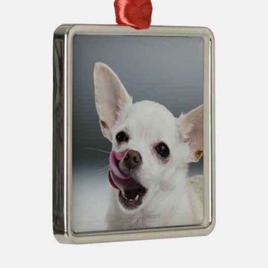 Weiße Chihuahua, die Lippen lecken Silbernes Ornament (Rechts)