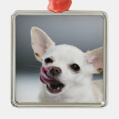 Weiße Chihuahua, die Lippen lecken Silbernes Ornament (Vorne)