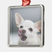 Weiße Chihuahua, die Lippen lecken Silbernes Ornament (Links)