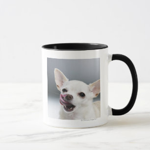 Weiße Chihuahua, die Lippen lecken Tasse
