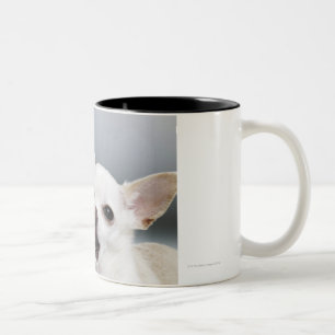 Weiße Chihuahua, die Lippen lecken Zweifarbige Tasse