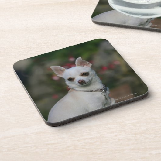 Weiße Chihuahua Getränkeuntersetzer (Linke Seite)