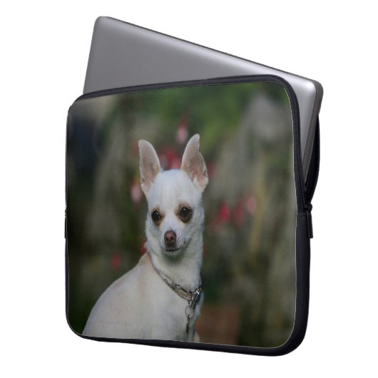 Weiße Chihuahua Laptopschutzhülle (Vorderseite Links)