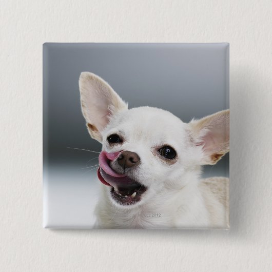 Weiße Chihuahua leckende Lippen Button (Vorderseite)