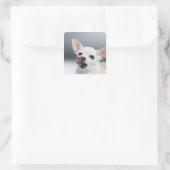 Weiße Chihuahua leckende Lippen Quadratischer Aufkleber (Tasche)