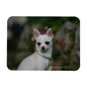 Weiße Chihuahua Magnet