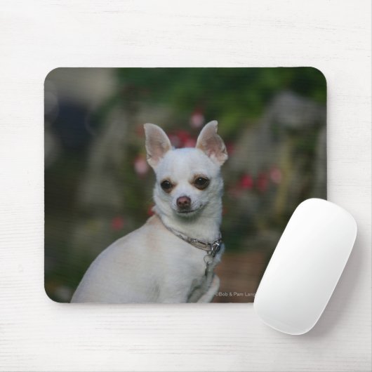 Weiße Chihuahua Mousepad (Mit Mouse)