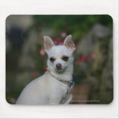 Weiße Chihuahua Mousepad (Vorne)