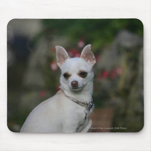 Weiße Chihuahua Mousepad (Vorne)