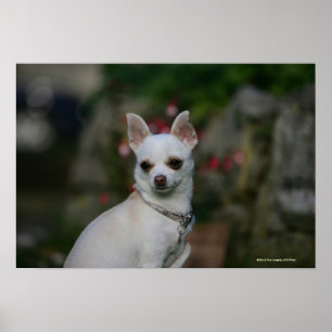 Weiße Chihuahua Poster