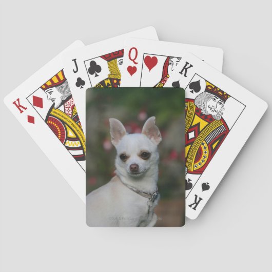 Weiße Chihuahua Spielkarten (Rückseite)