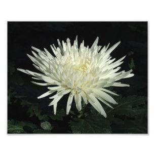 Weiße Chrysantheme 10" x 8" Foto-Druck Fotodruck