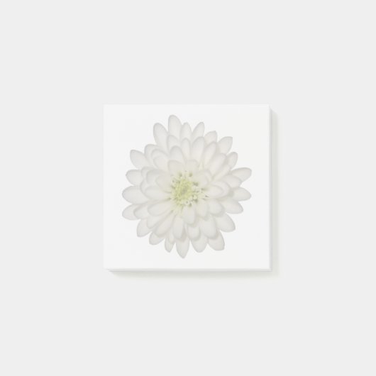 Weiße Chrysantheme-Haftnotizen Post-it Klebezettel (Vorderseite)