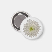 Weiße Chrysanthemen-Magnet Magnet (Vorderseite/Rückseite)