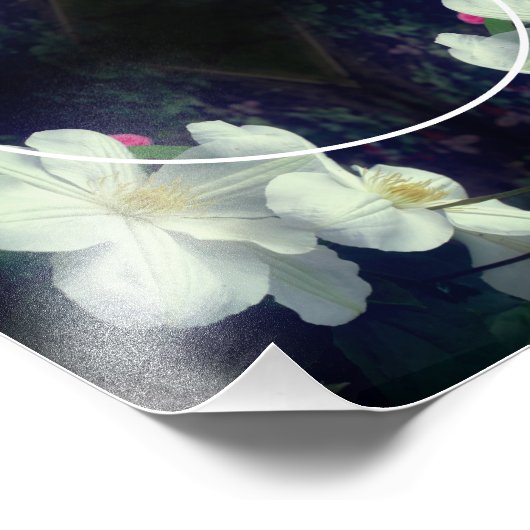 Weiße Clematis-Blume gestalten Ihren eigenen 8x10- Fotodruck (Ecke)