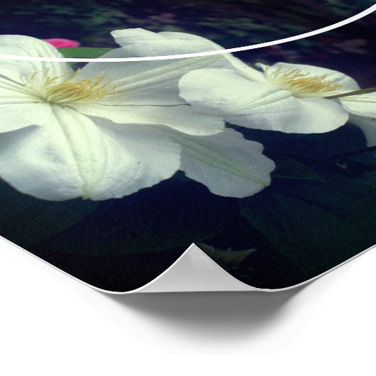 Weiße Clematitis-Blume gestalten Ihr eigenes Foto Poster (Ecke)