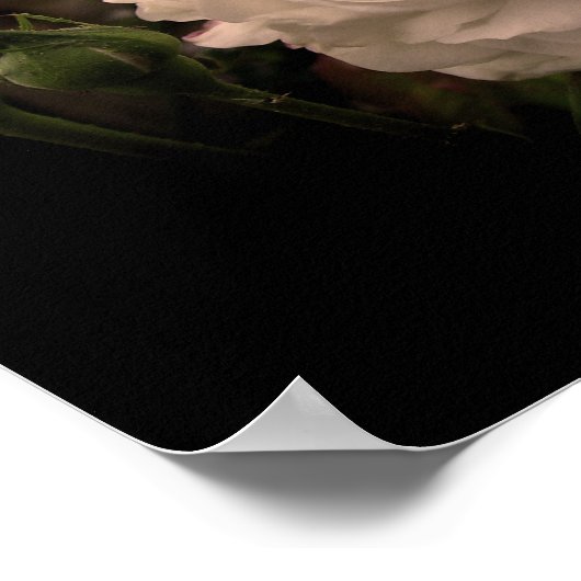 Weiße Cloud-Rose Poster (Ecke)