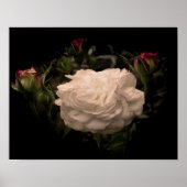 Weiße Cloud-Rose Poster (Vorne)