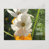 WEISSE COSMO-BLUME WIRD BALD GUT