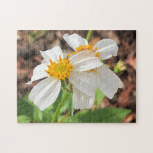 Weiße Cosmo-Blumen Garten Frühlingsflor Nahaufnahm Puzzle