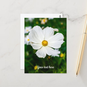 Weiße Cosmos-Postkarte Postkarte