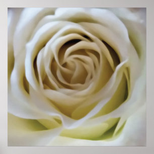 Weiße Creme-Rose, romantisches Vintage-Blumendetai Poster