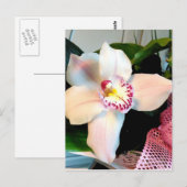 Weiße Cymbidium-Orchidee Postkarte (Vorne/Hinten)