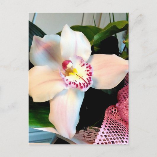 Weiße Cymbidium-Orchidee Postkarte (Vorderseite)