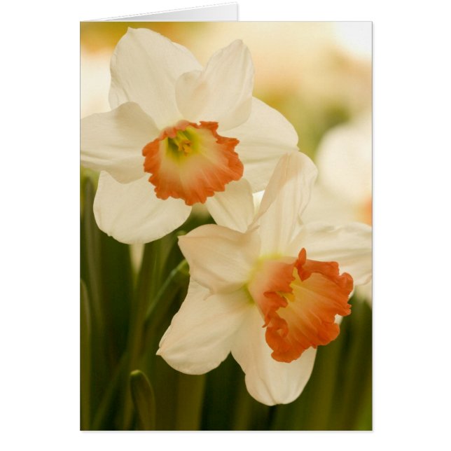 Weiße Daffodien Karten (Vorne)