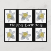Weiße Daffodil Postkarte (Vorderseite)