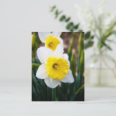 Weiße Daffodil Postkarte (Stehend Vorderseite)