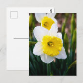 Weiße Daffodil Postkarte (Vorne/Hinten)