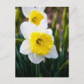 Weiße Daffodil Postkarte (Vorderseite)