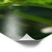 Weiße Dahlie im Foto (Ecke)