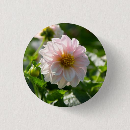 Weiße Dahlie im Foto Button (Vorderseite)