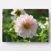 Weiße Dahlie im Foto Fotoplatte (Vorderseite)