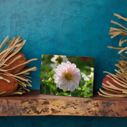 Weiße Dahlie im Foto Fotoplatte (Seite)