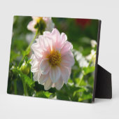 Weiße Dahlie im Foto Fotoplatte (Seite)