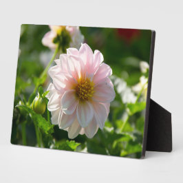 Weiße Dahlie im Foto Fotoplatte