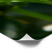 Weiße Dahlie im Foto Poster (Ecke)