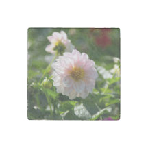 Weiße Dahlie im Foto