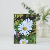 Weiße Daisy-Blume mit Bienenpostkarte Postkarte (Stehend Vorderseite)